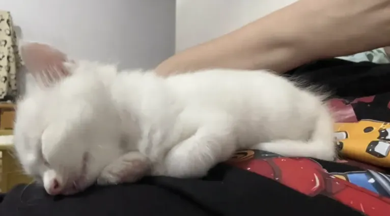 蛋卷蛋卷找主人~