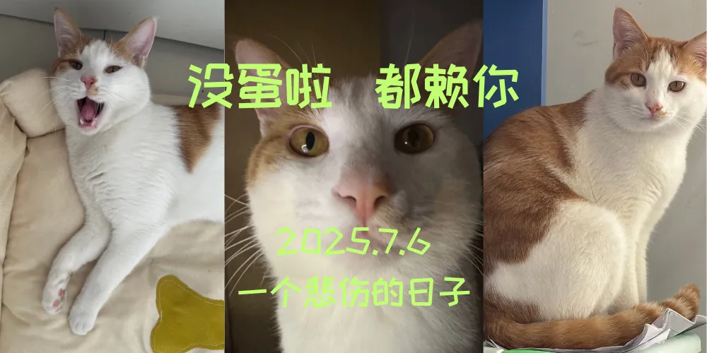 毛蛋终于只剩下了毛